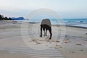 Dog walking on beach