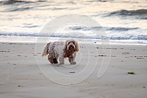 Dog walking on a beach