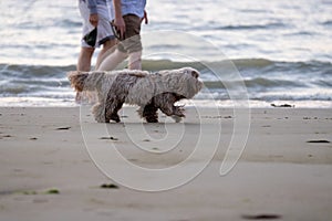 Dog walking on a beach front the sea