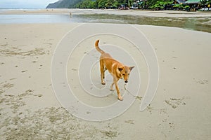 Dog Walking on Beautiful Tropical Beach at Koh chang island in the morning and rainy Day Trat