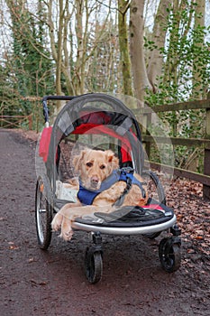 Dog in walking buggy being pushed along a country path dog has leg injuries