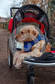 Dog in walking buggy being pushed along after leg injury