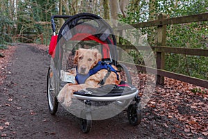 Dog in walking buggy after leg injuries out for her walk