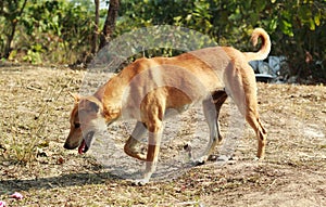 Dog walking canidae in a forest photo