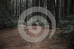 dog walking dirt road forest. High quality photo