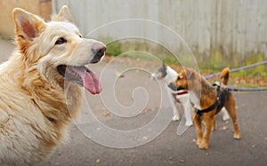 Dog walking dogs