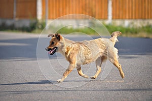 Dog walking down the street