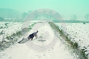 Dog walking on the field cowered with snow