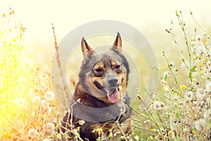 Dog walking in flowers field