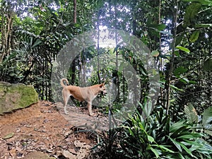 Dog walking on hiking path in tropical forest or jungle with mossy rock stone and dense rainforest trees. Gunung Panti, Malaysia
