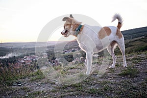 Dog walking on a hill over the village during sunset