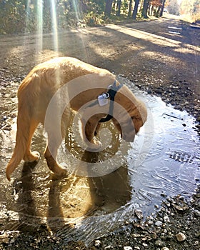 Dog walking on the ice