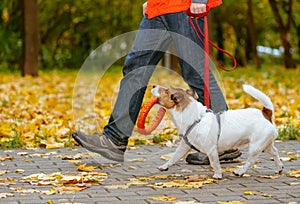 Dog walking on leash in fall park holding orange toy in mouth