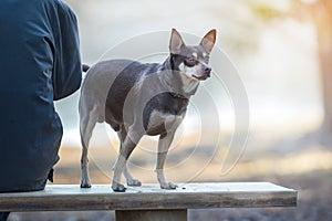 Dog while walking on a leash in the Park