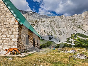 Dog Walking by Mountain Hut for Hikers in Durmitor