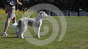 Dog Walking in park Summertime