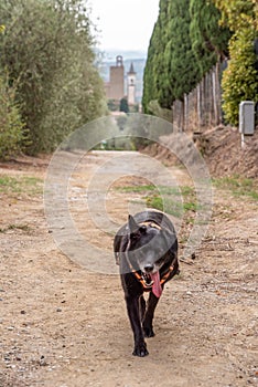 A dog walking on a path in the rural Tuscany, the church tower of Vinci is in the background