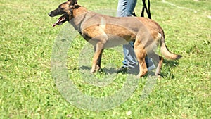 The dog is walking and sitting beside its owner.