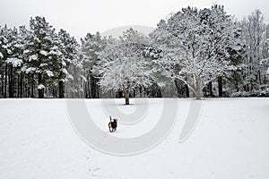 Dog Walking in a Snow Covered Pine Forest