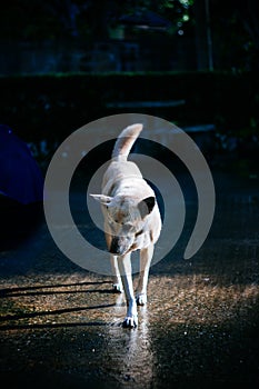 Dog walking beside street