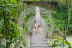 Dog Walking on the Suspension Bridge in Tangkahan, Indonesia