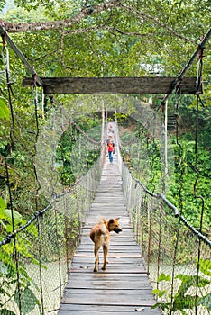 Dog Walking on the Suspension Bridge in Tangkahan, Indonesia