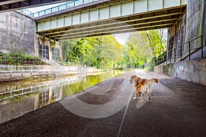 Dog walking under motorway bridges by the canal