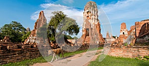 Dog walking in Wat Mahathat, Ayutthaya, Thailand