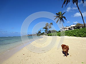 Dog walks along Coconut Tree lined Kahala Beach photo