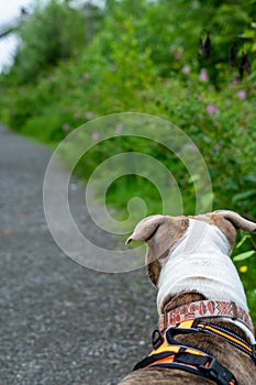 Dog walks along gravel foot path