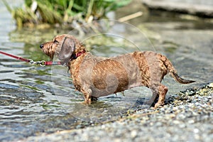 A dog walks along the lake shore on a hot summer Sunny day. Dog breed wire-haired Dachshund