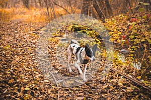 Dog walks in atmospheric orange forest, full length basenji