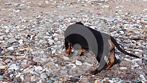 Dog walks on beach, sniffs shells, stones pokes nose into sand, explores smells