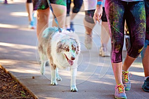Dog Walks In Color Frenzy Fun Run
