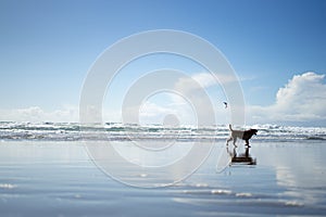 A dog walks in Ocean Beach,Ocean Beach, San Francisco photo