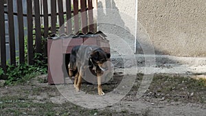 Dog walks out of his wooden booth. Guard dog on a chain in the village.