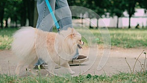 The dog walks with the owner.