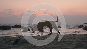 Dog walks on sandy beach at dusk with ocean waves, rocky coast background. Sunset lights silhouette lighthouse on hill