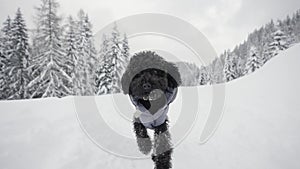 Dog walks in the woods with snow