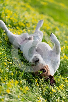 Dog wallowing on grass and scratching his back during spring allergies season