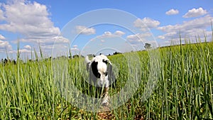 Dog wandering through green field