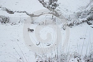Dog Wandering in Slope and Compound with Fence covered by Snow at time of Snowfall during Winter in an Indian Village, Uttarakhand