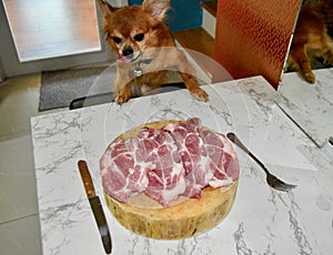 dog want eat pork on white table