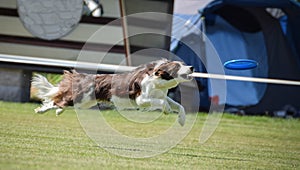 Red border collie on frisbee competition can fly.