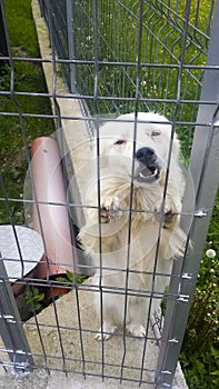 A dog that wants to get out of his cage