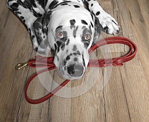 Dog wants to walk and wait near leash