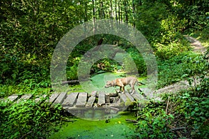 Dog warily crosses a wooden bridge in the forest