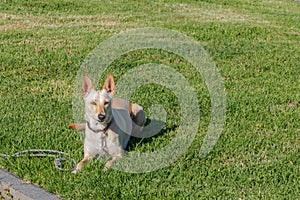 Dog warren hound on the grass in summer