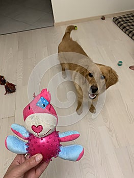 The dog was bought a new multi-colored toy which he happily bit off his ears photo