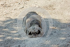 The dog was left alone